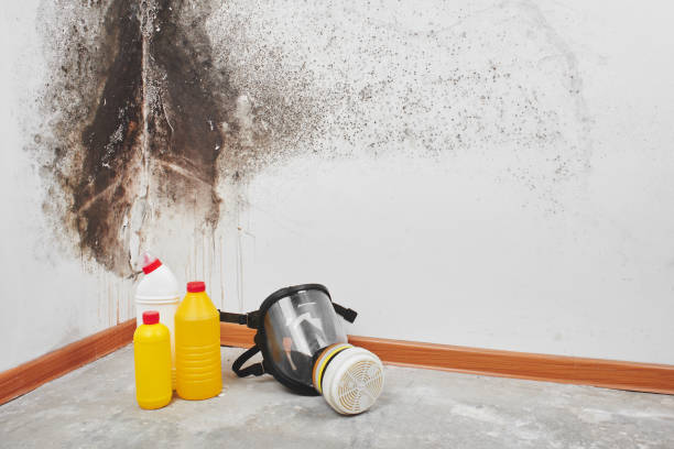 Best Mold Prevention Services  in Borden, IN